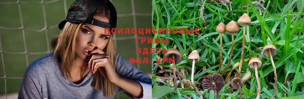 PSILOCYBIN Бородино